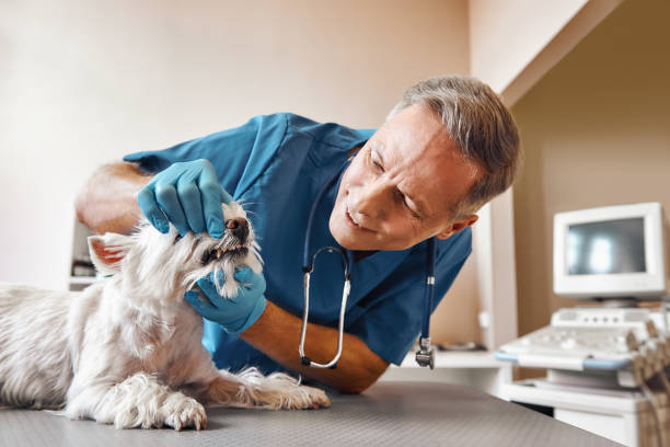 Best Emergency Dentist for Knocked-Out Tooth in Santa Fe, TX